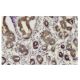 KNP-I Antibody (MM-7) - Immunohistochemistry - Image 36273 