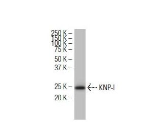 KNP-I Antibody (MM-7) - Western Blotting - Image 34422 