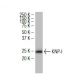 KNP-I Antibody (MM-7) - Western Blotting - Image 34422 