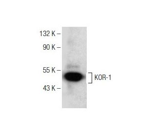 western blotting image from recommended KOR-1 (D-8) monoclonal antibody replacement. Image 151047