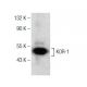 western blotting image from recommended KOR-1 (D-8) monoclonal antibody replacement. Image 151047