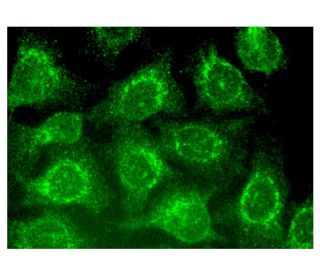 KPI-2 Antibody (D-11) - Immunofluorescence - Image 324937 