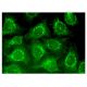 KPI-2 Antibody (D-11) - Immunofluorescence - Image 324937 