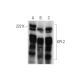 KPI-2 Antibody (D-11) - Western Blotting - Image 304362