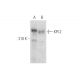KPI-2 Antibody (H-9) - Western Blotting - Image 316280