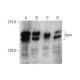 western blotting image from recommended kpm (C-2) monoclonal antibody replacement. Image 352593