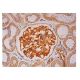 KRCC1 Antibody (B-4) - Immunohistochemistry - Image 301861