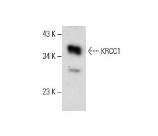 KRCC1 Antibody (B-4) - Western Blotting - Image 287914 