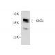 KRCC1 Antibody (B-4) - Western Blotting - Image 287914 
