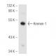 Kremen-1 Antibody (R17-2) - Western Blotting - Image 54626