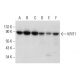 KRIT1 Antibody (E-8) - Western Blotting - Image 320274 