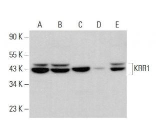 KRR1 Antibody (F-9) - Western Blotting - Image 384338 