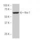 Krs-1 Antibody (87.K) - Western Blotting - Image 53902 
