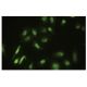 Krs-2 Antibody (RJ-5) - Immunofluorescence - Image 35569