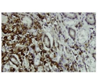 Krs-2 Antibody (RJ-5) - Immunohistochemistry - Image 36030 