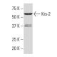 Krs-2 Antibody (RJ-5) - Western Blotting - Image 33822 