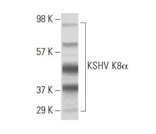 KSHV K8&alpha; Antibody (8C12G10G1) - Western Blotting - Image 137438