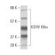 KSHV K8α Antibody (8C12G10G1) - Western Blotting - Image 137438