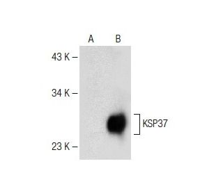 KSP37 Antibody (C-5) - Western Blotting - Image 147748