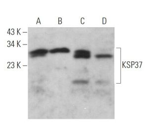 KSP37 Antibody (D-2) - Western Blotting - Image 371324 