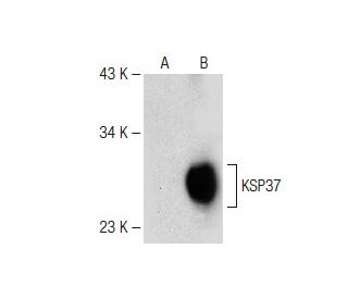 KSP37 Antibody (D-5) - Western Blotting - Image 147750 