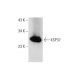 KSP37 Antibody (D-5) - Western Blotting - Image 308588