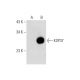 KSP37 (D-2): sc-365803. Western blot analysis of KSP37 expression in... 