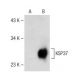 KSP37 (C-5): sc-374008. Western blot analysis of KSP37 expression in... 