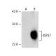 KSP37 (D-5): sc-374010. Western blot analysis of KSP37 expression in...