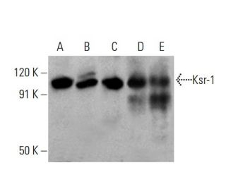 western blotting image from recommended Ksr-1 (E-5) monoclonal antibody replacement. Image 378354