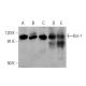 western blotting image from recommended Ksr-1 (E-5) monoclonal antibody replacement. Image 378354