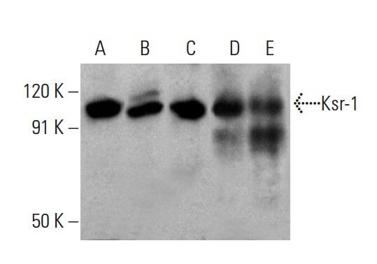 Ksr-1 Antibody (E-5) | SCBT - Santa Cruz Biotechnology