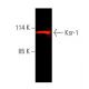 Ksr-1 Antibody (E-5) - Western Blotting - Image 388910