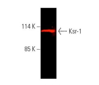 Ksr-1 Antibody (E-5) - Western Blotting - Image 388910