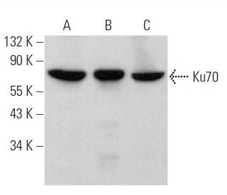 western blotting image from recommended Ku70 (E-5) monoclonal antibody replacement. Image 377430