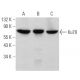 western blotting image from recommended Ku70 (E-5) monoclonal antibody replacement. Image 377430