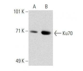 Ku70 Antibody (0.N.376) - Western Blotting - Image 20561