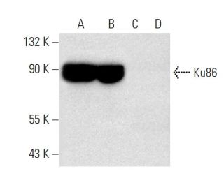 western blotting image from recommended Ku86 (B-1) monoclonal antibody replacement. Image 318