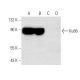 This polyclonal antibody has been discontinued. See our recommended <a href="ku86-antibody-b-1">Ku86 (B-1)</a> monoclonal antibody (sample data shown). western blotting image from recommended Ku86 (B-1) monoclonal antibody replacement. Image 318