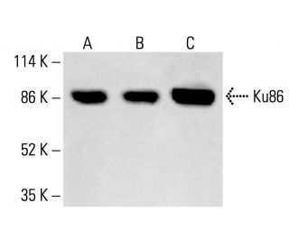 Ku86 Antibody (Ku15) - Western Blotting - Image 413033 