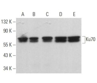 Ku70 Antibody (0.N.376) - Western Blotting - Image 379280 
