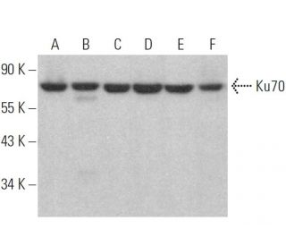 Ku70 Antibody (3C3.11) - Western Blotting - Image 354582 
