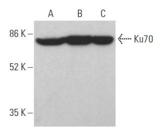 Ku70 Antibody (3F246) - Western Blotting - Image 379282 