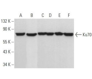 Ku70 Antibody (A-9) - Western Blotting - Image 353986 