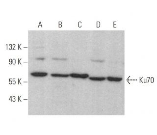 Ku70 Antibody (G-4) - Western Blotting - Image 353943 