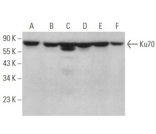 Ku70 Antibody (G-7) - Western Blotting - Image 377604 