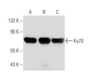 Ku70 Antibody (S5C11) - Western Blotting - Image 14980 