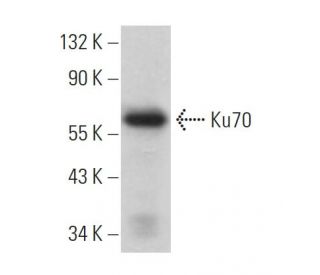 Ku70 Antibody (0.N.376) - Western Blotting - Image 379281