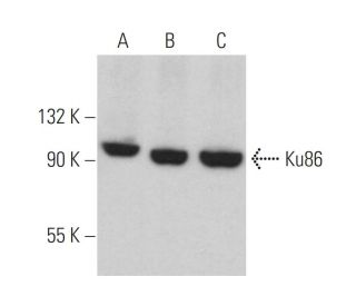 Ku86 Antibody (Ku15) - Western Blotting - Image 357438 