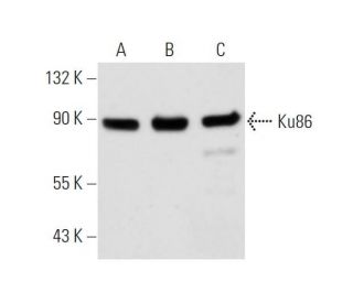 Ku86 Antibody (N9C1) - Western Blotting - Image 14981 